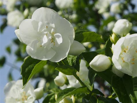 茉莉花畫|超过 60000 张关于“茉莉花 画”和“茉莉花”的免费图片